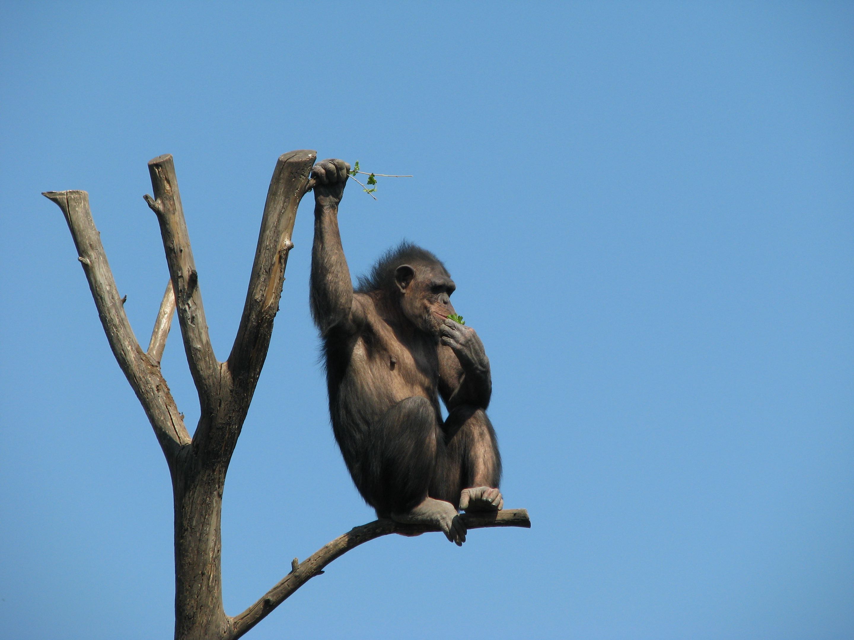 Chimpanzee