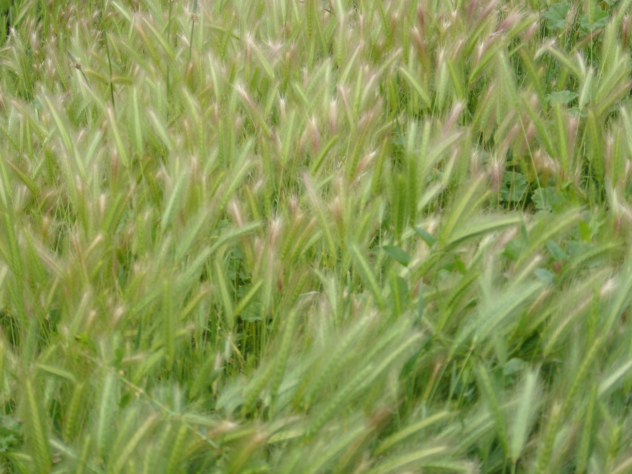 Lucca grass