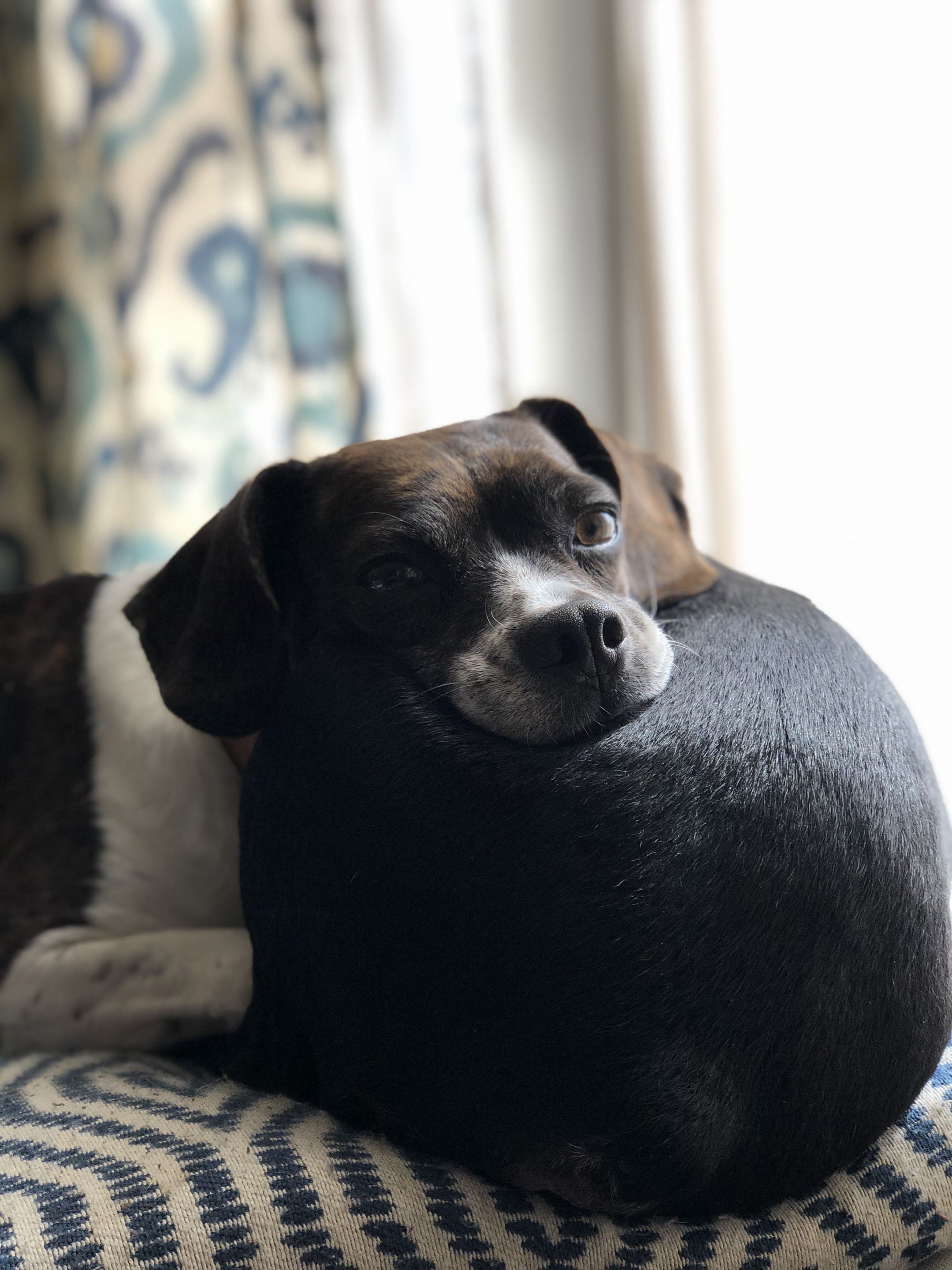 Dogs